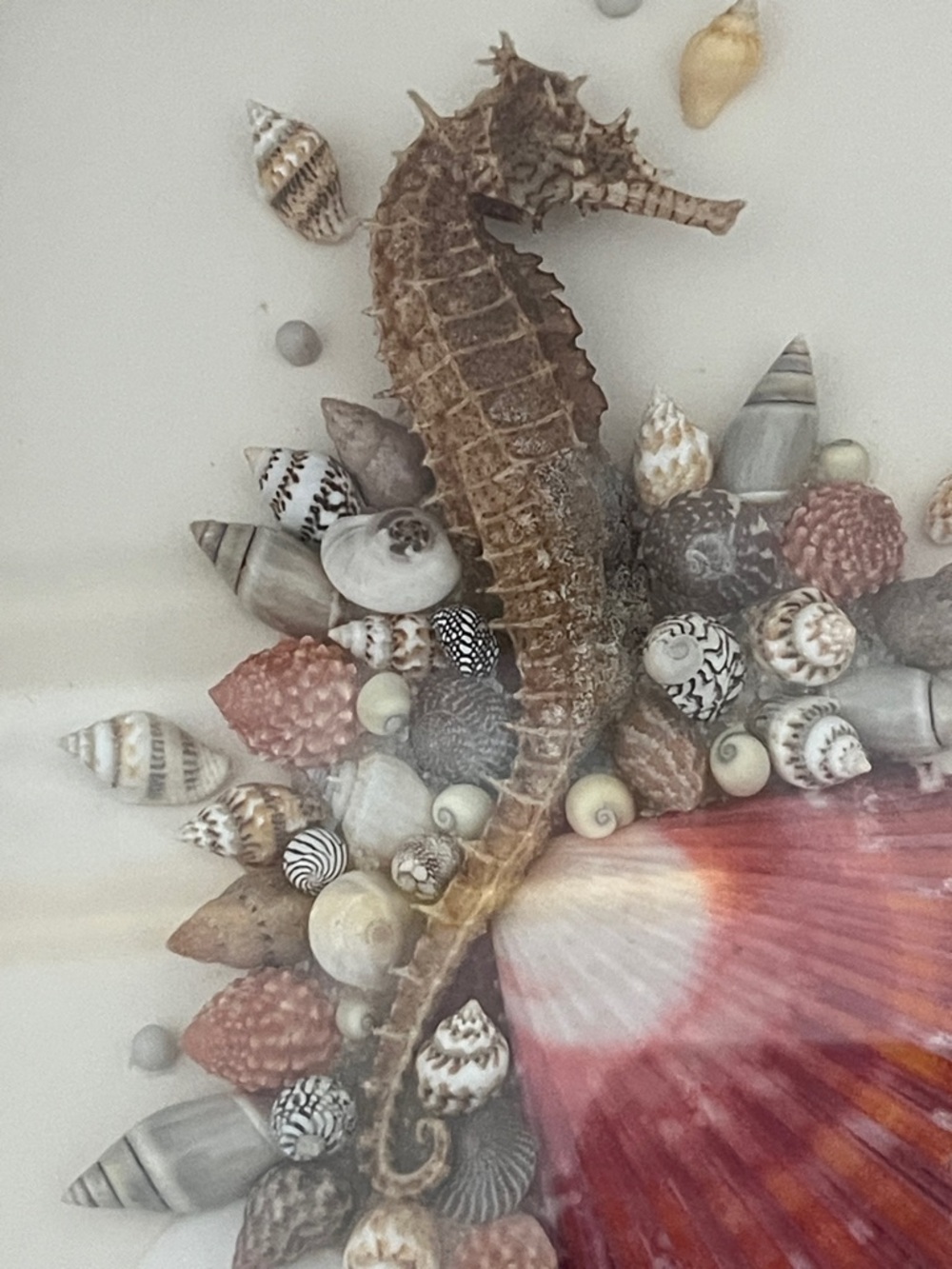 Vintage 3D Alexander Coll Seahorse & Shell Mixed Media Wall Art - Gold Frame